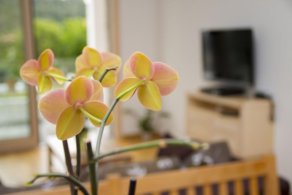 Apartments Brezanin Сутоморе Экстерьер фото